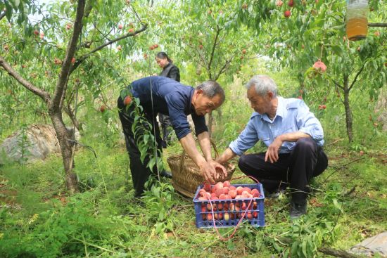 庭院种植致富案例_经济致富庭院_小庭院养殖致富案例