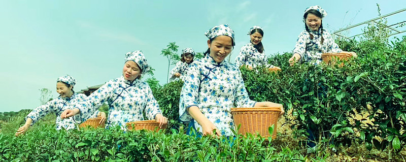 醉美紫金茶，小茶叶有大作为