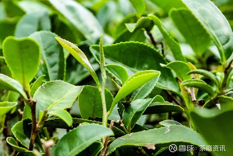 紫金种植致富项目_致富紫金种植项目怎么样_紫金草的种植方法