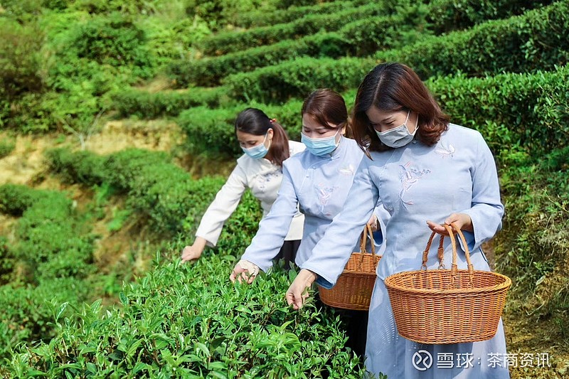 紫金草的种植方法_致富紫金种植项目怎么样_紫金种植致富项目