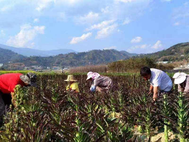 紫金草的种植方法_致富紫金种植项目怎么样_紫金种植致富项目