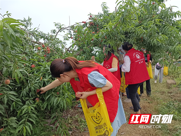 鼎城许家桥回维乡——小小庭院“富农家”花开蒂落营收忙