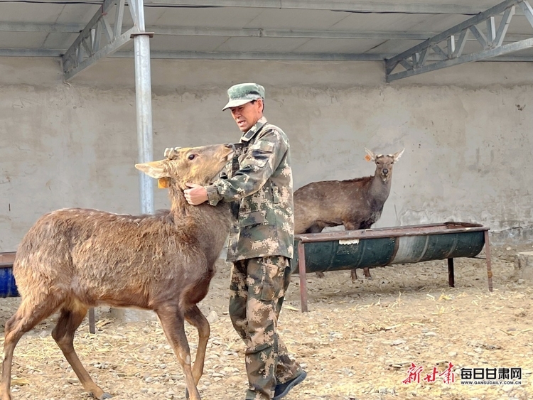 阿克塞县阿勒腾乡：梅花鹿成了“致富鹿”