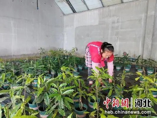 花卉致富种植方案_种植致富花卉_种花致富经