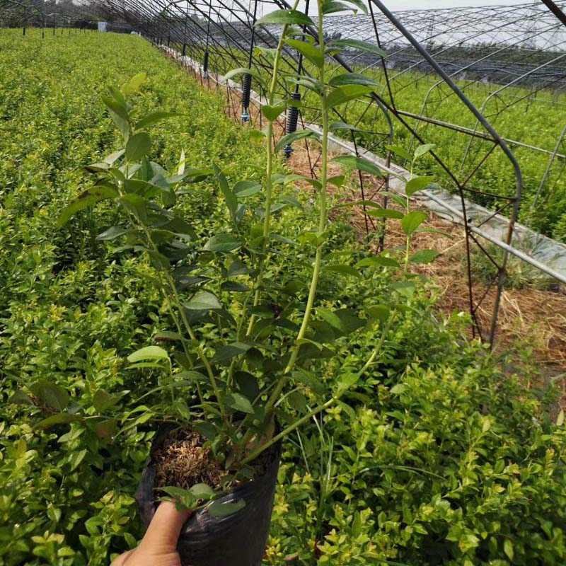 北方种植蓝莓苗——无极蓝莓苗栽培技术