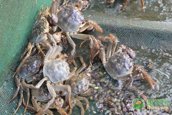 致富经螃蟹进棚凭啥_致富经大棚养螃蟹视频_大棚养螃蟹一亩有多少利润