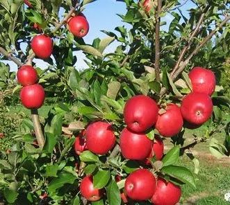 青枣种植技术视频大全_青枣栽培技术视频_青枣种植技术与管理视频