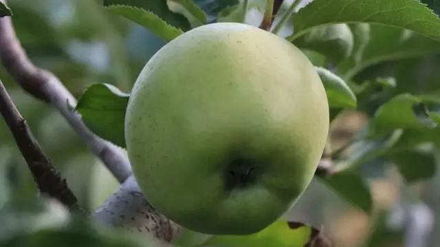 青枣种植技术与管理视频_青枣栽培技术视频_青枣种植技术视频大全