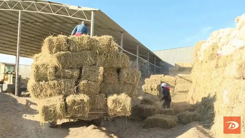 小庭院养殖致富案例_庭院致富经验案例_庭院养殖致富新闻