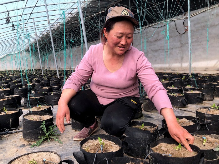 豇豆套种辣椒的种植技术_辣椒种植套种豇豆技术要求_辣椒套种豆角的视频