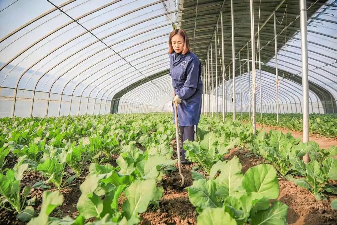 致富经姑娘果种植视频_致富经山东种姑娘果_姑娘果为什么叫姑娘果