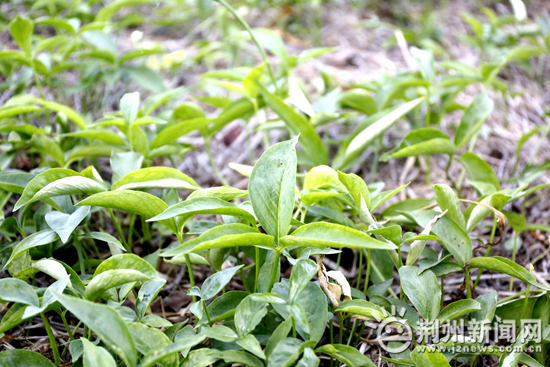 丝瓜种植致富_种植经济致富大通道_科学种植致富100例