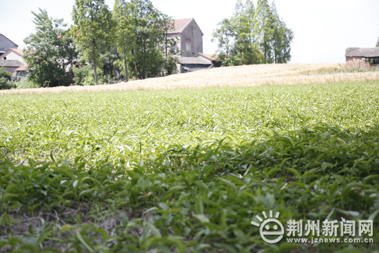 科学种植致富100例_丝瓜种植致富_种植经济致富大通道