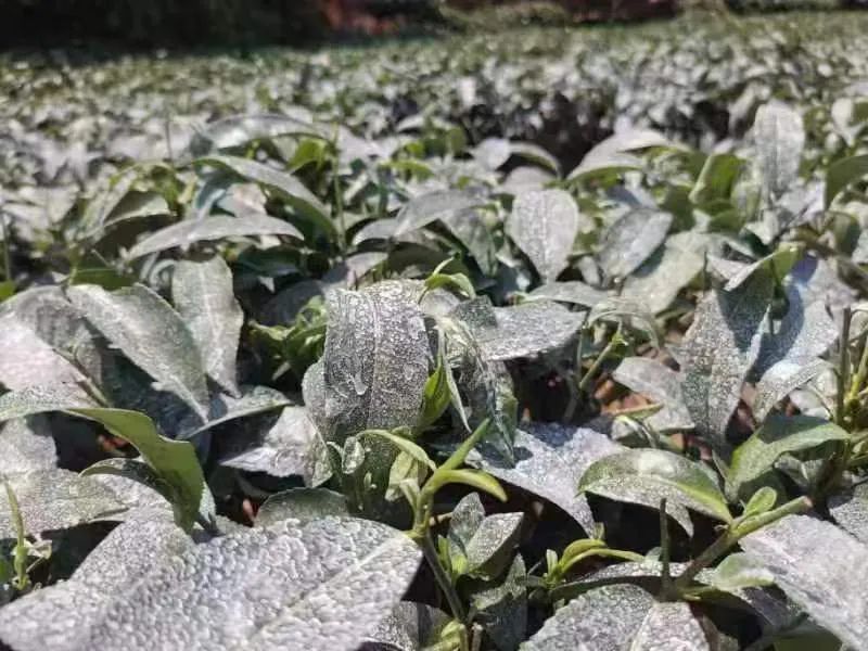 海椒种植技术视频_海椒的种植技术_海椒的种植方法