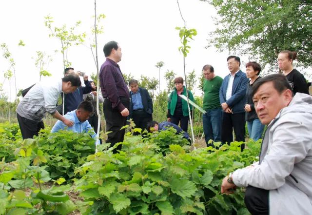 致富种植榛子视频_致富经种植榛子_种植榛子的经济效益怎么样