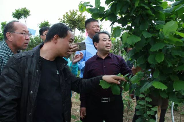 致富种植榛子视频_种植榛子的经济效益怎么样_致富经种植榛子