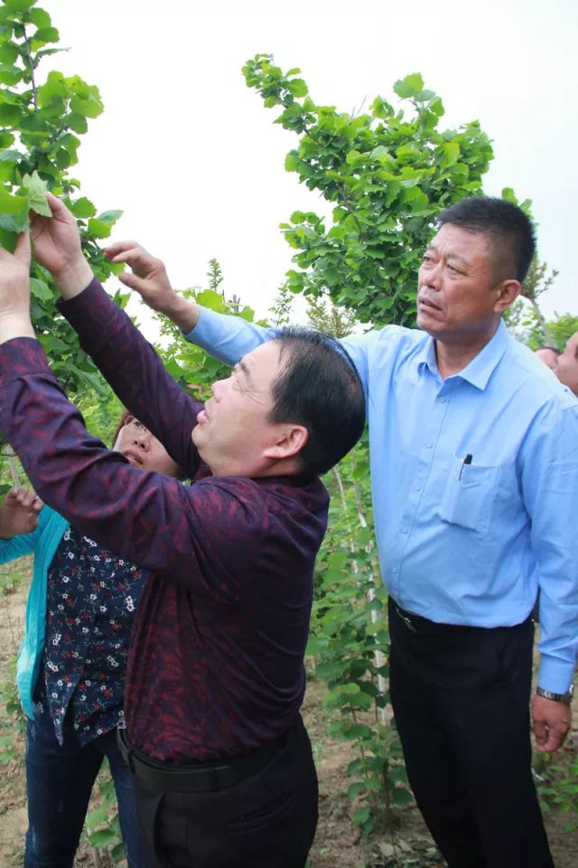 致富种植榛子视频_致富经种植榛子_种植榛子的经济效益怎么样