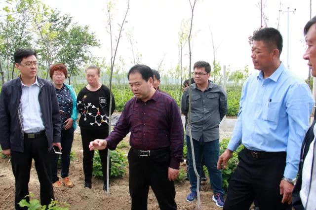 种植榛子的经济效益怎么样_致富经种植榛子_致富种植榛子视频