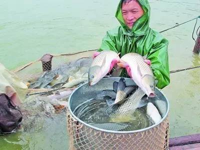 致富淡水养殖项目_淡水养殖什么利润高_致富淡水养殖项目有哪些