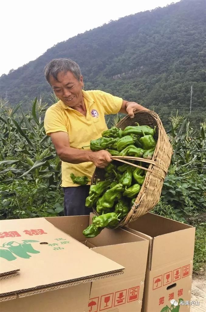 致富经种植榛子_致富种植榛子视频_种植榛子的经济效益怎么样