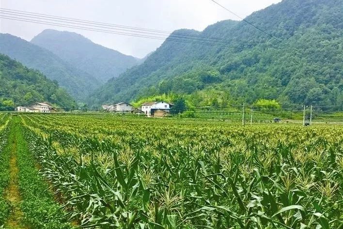 致富种植榛子视频_种植榛子的经济效益怎么样_致富经种植榛子