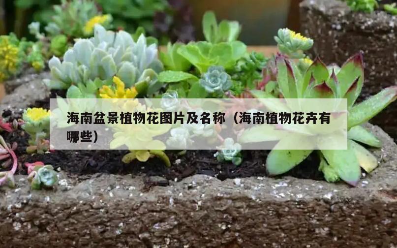 海南盆景植物花图片及名称（海南植物花卉有哪些）