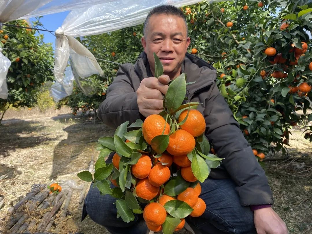 丰收采摘砂糖橘 振兴乡村致富路