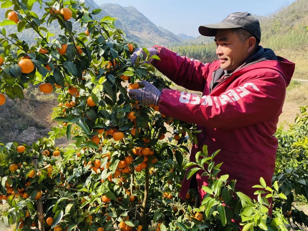 致富橘种植砂糖好吗_砂糖橘种植致富_种植沙糖桔