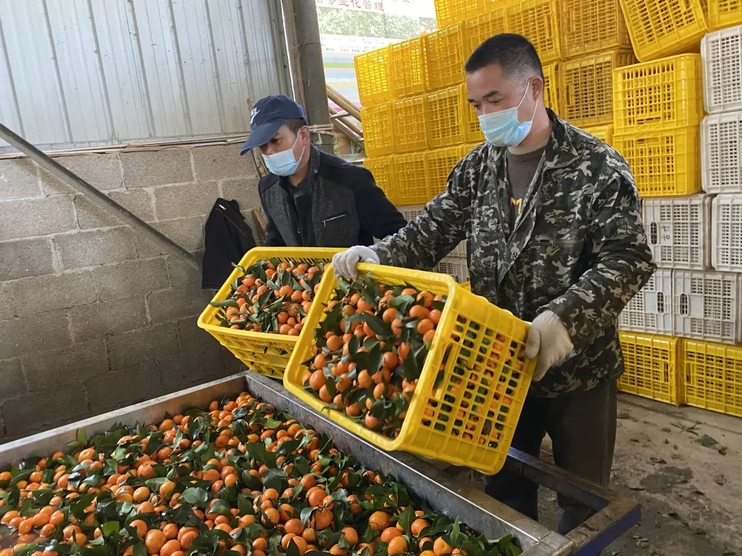 砂糖橘种植致富_种植沙糖桔_致富橘种植砂糖好吗