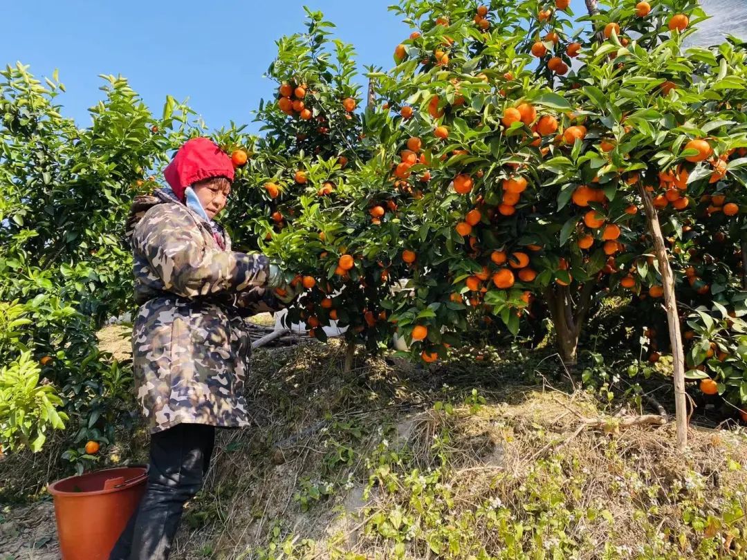 种植沙糖桔_致富橘种植砂糖好吗_砂糖橘种植致富