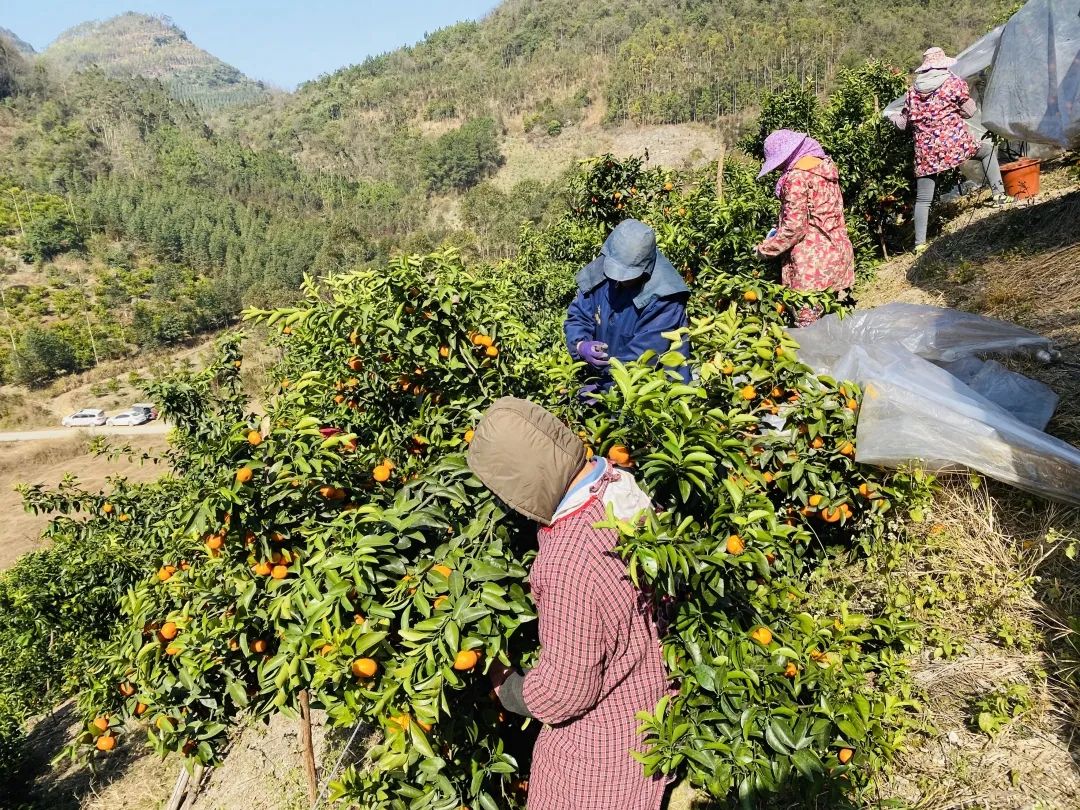 致富橘种植砂糖好吗_砂糖橘种植致富_种植沙糖桔