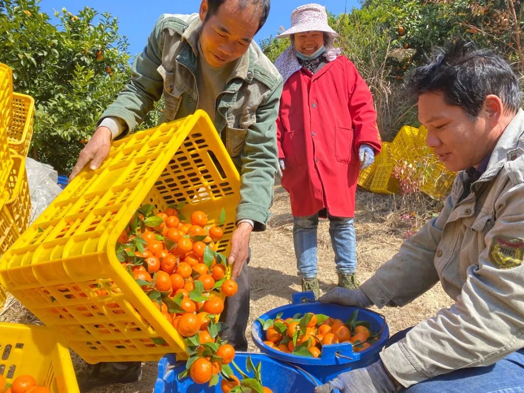 致富橘种植砂糖好吗_砂糖橘种植致富_种植沙糖桔