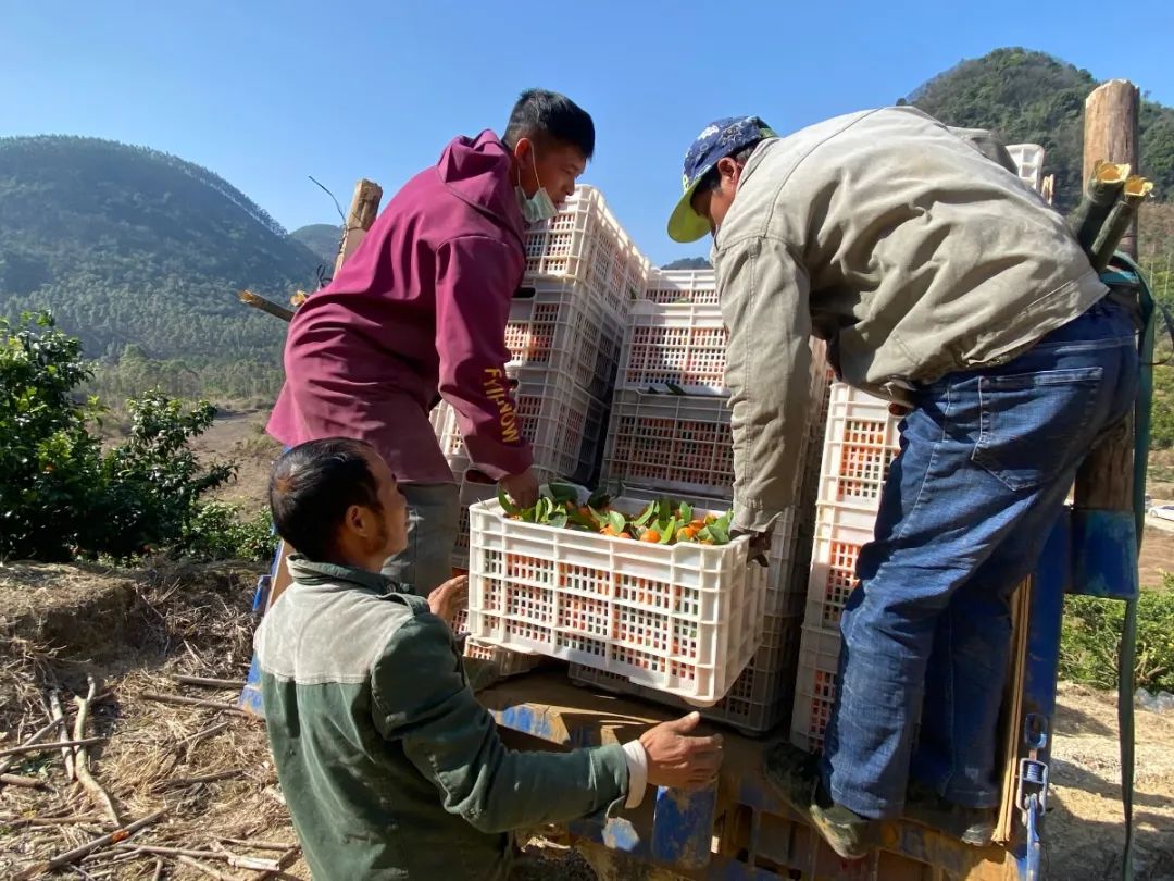 砂糖橘种植致富_致富橘种植砂糖好吗_种植沙糖桔