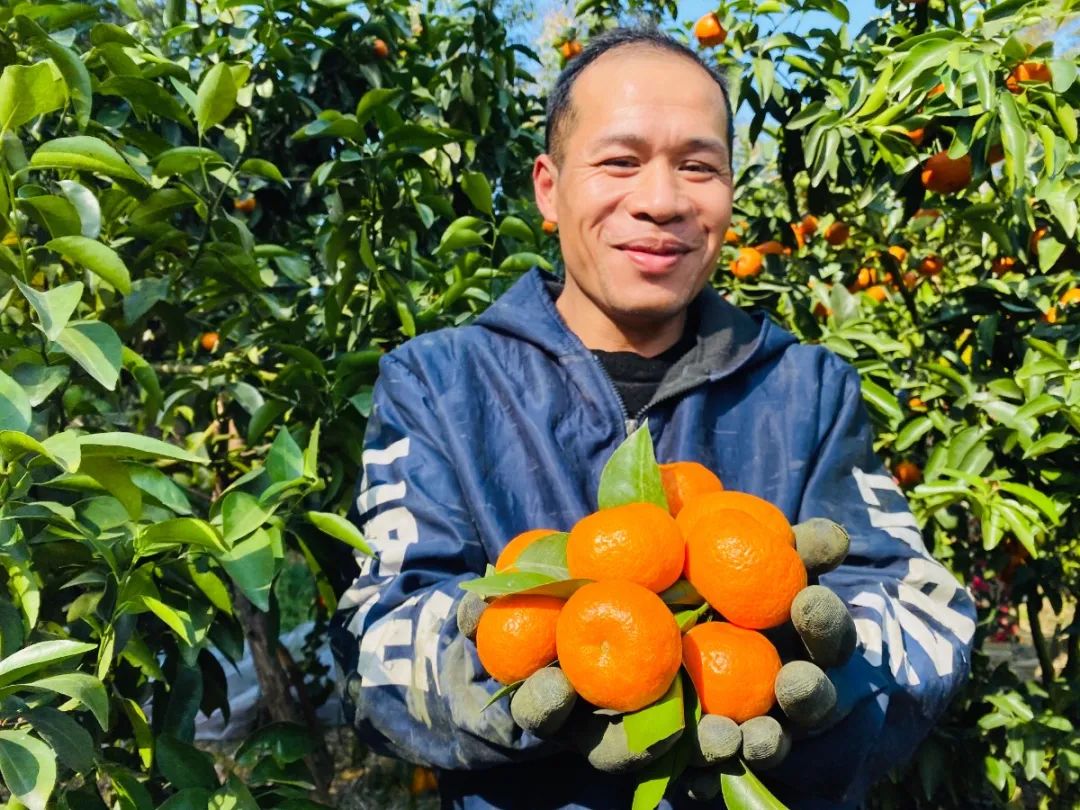 种植沙糖桔_砂糖橘种植致富_致富橘种植砂糖好吗