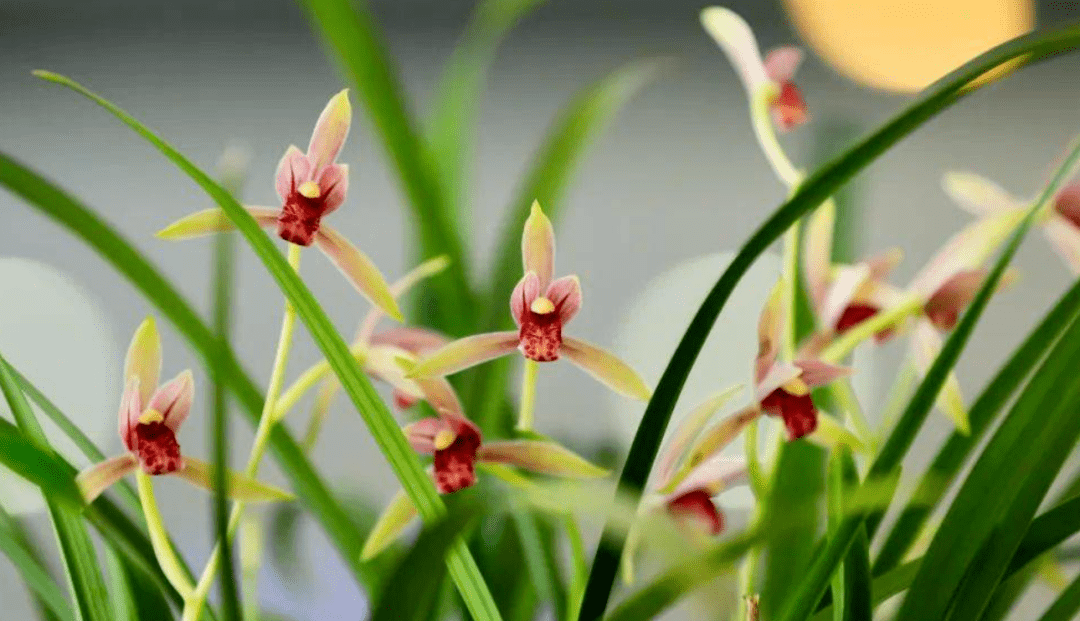 种植致富花卉_种花致富选什么品种_花卉致富种植方案