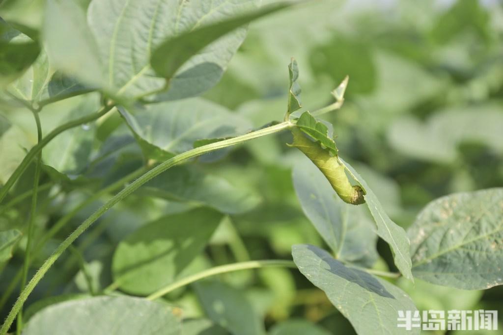 地豆种植技术视频_种植大豆视频_种豆的视频