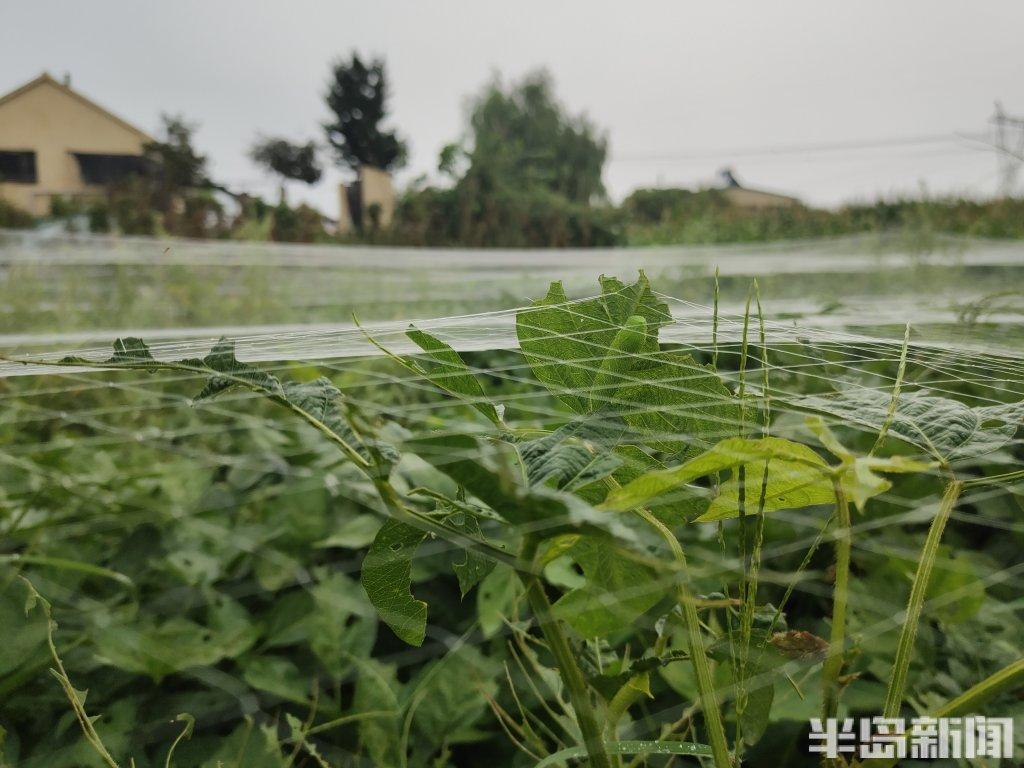 种植大豆视频_种豆的视频_地豆种植技术视频