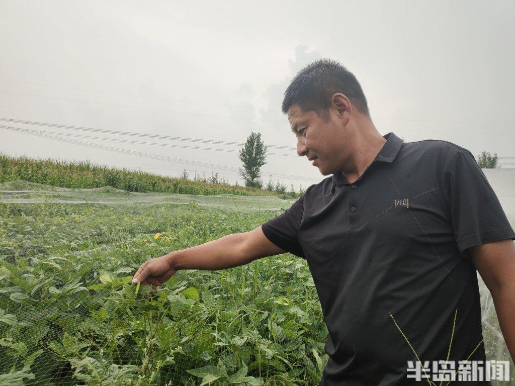 种豆的视频_种植大豆视频_地豆种植技术视频