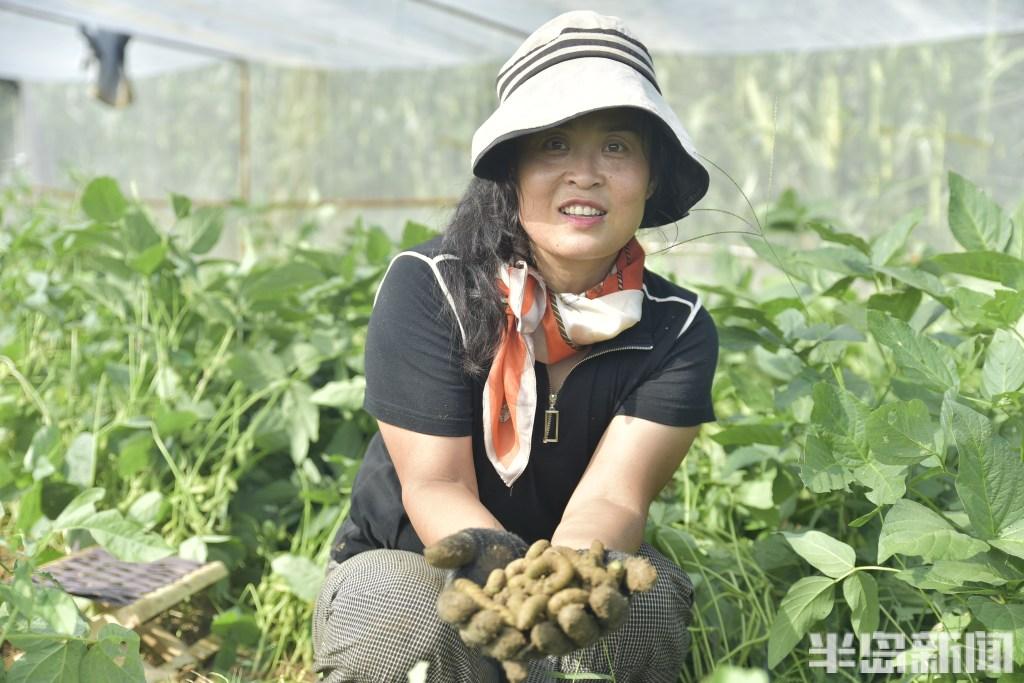 地豆种植技术视频_种植大豆视频_种豆的视频