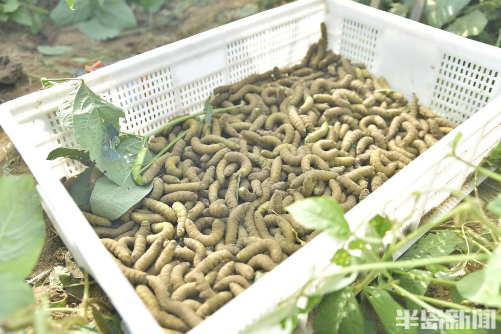 种植大豆视频_地豆种植技术视频_种豆的视频