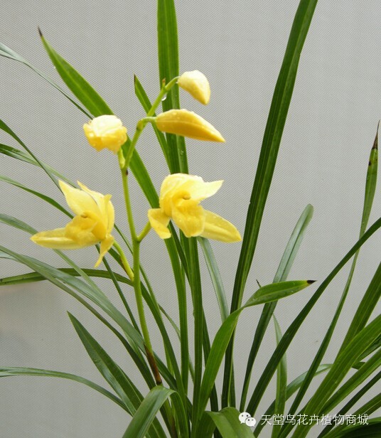 种花致富经_花卉致富种植方法_种植致富花卉