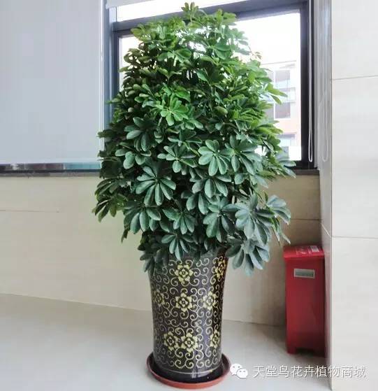 种花致富经_花卉致富种植方法_种植致富花卉