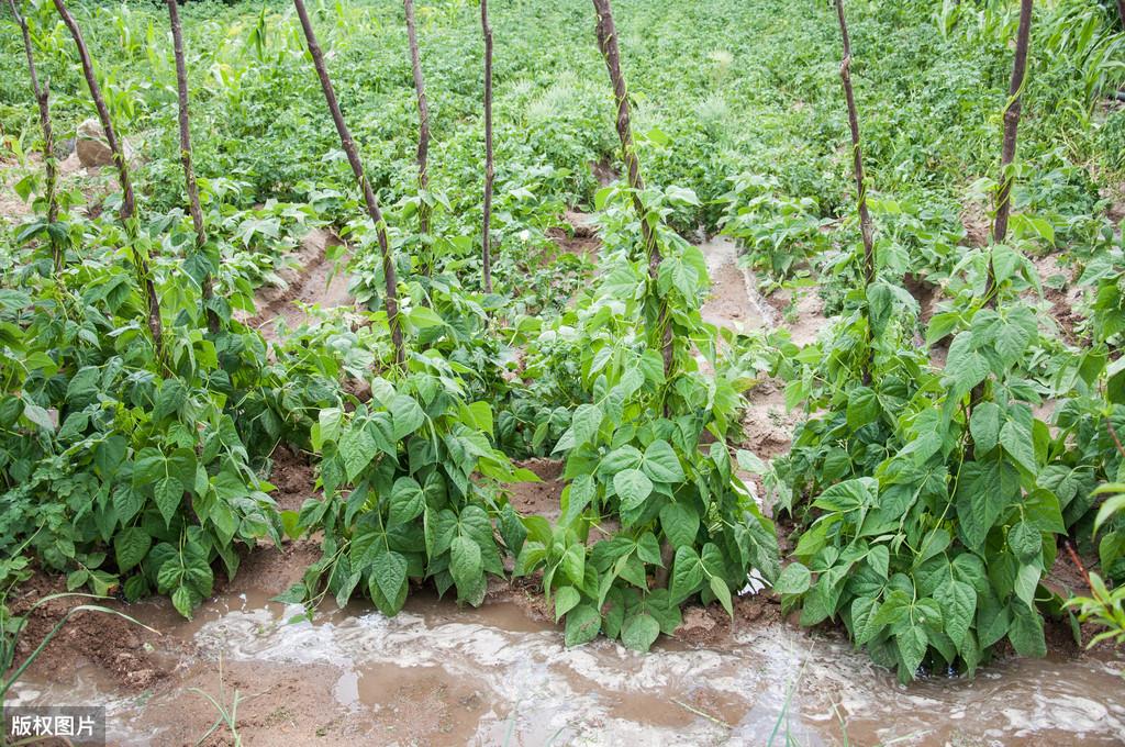 地豆种植技术视频_种豆的视频_种植大豆视频