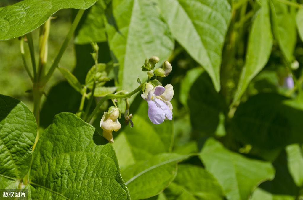 种植大豆视频_种豆的视频_地豆种植技术视频