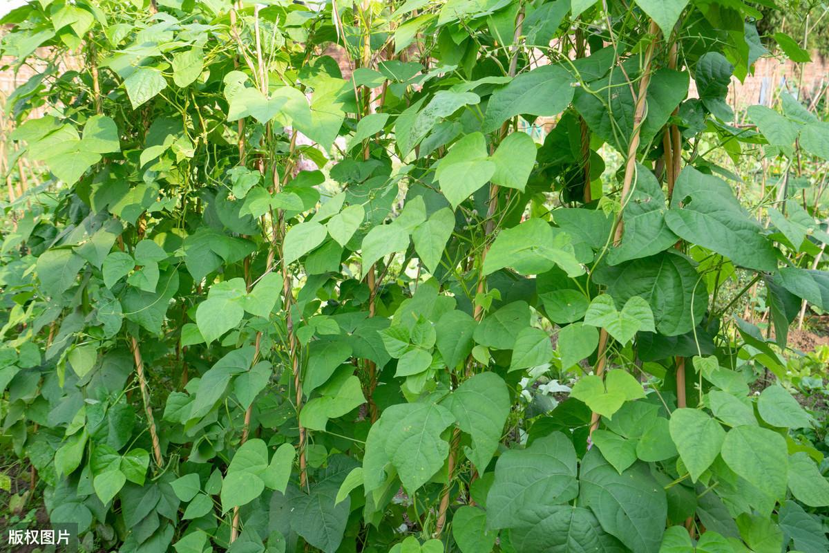 种植大豆视频_种豆的视频_地豆种植技术视频