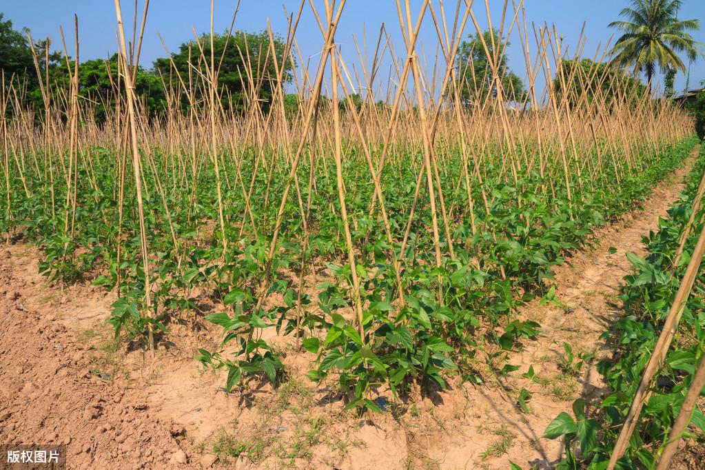 种植大豆视频_地豆种植技术视频_种豆的视频