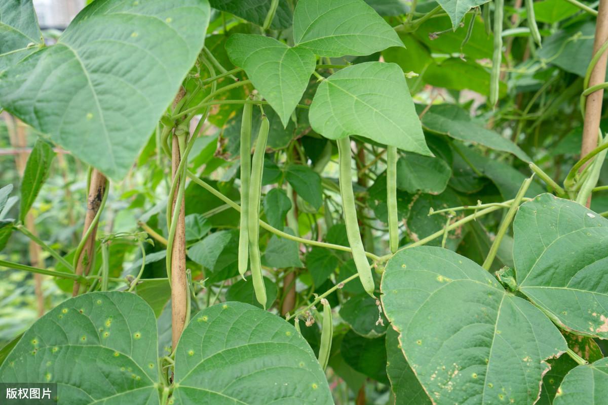 种植大豆视频_地豆种植技术视频_种豆的视频