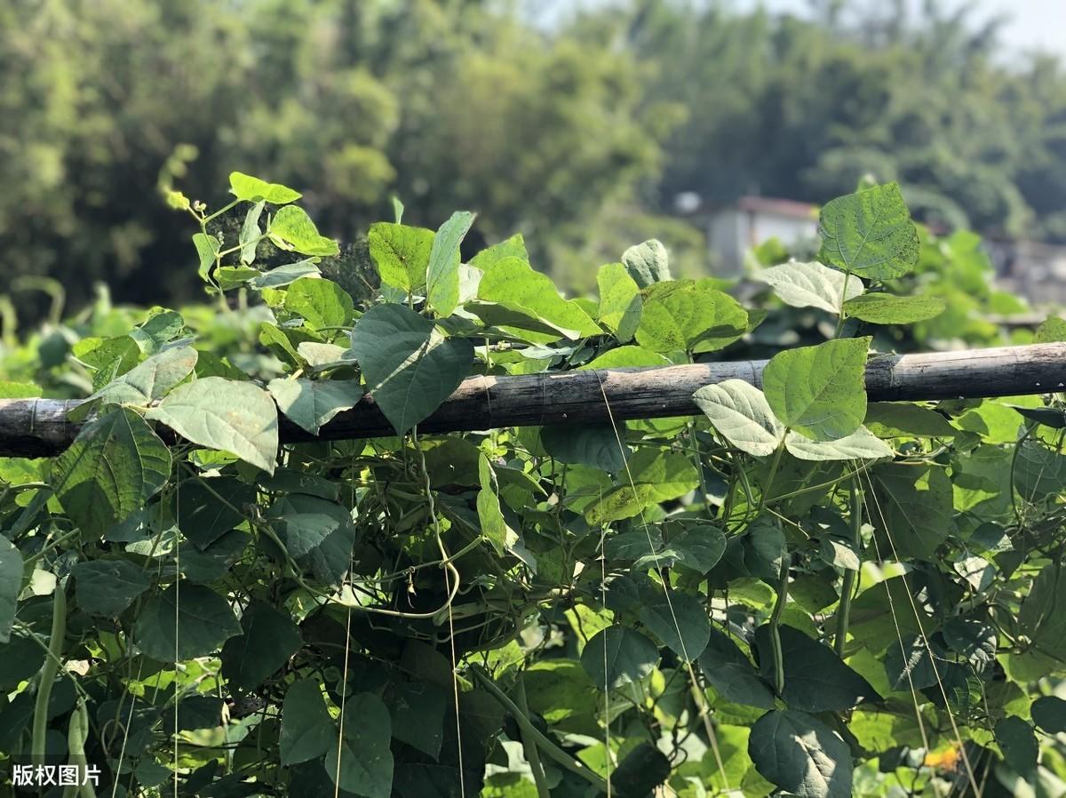 种豆的视频_种植大豆视频_地豆种植技术视频