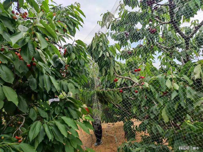 大樱桃种植致富带头人_致富经樱桃种植视频_种植樱桃赚钱吗