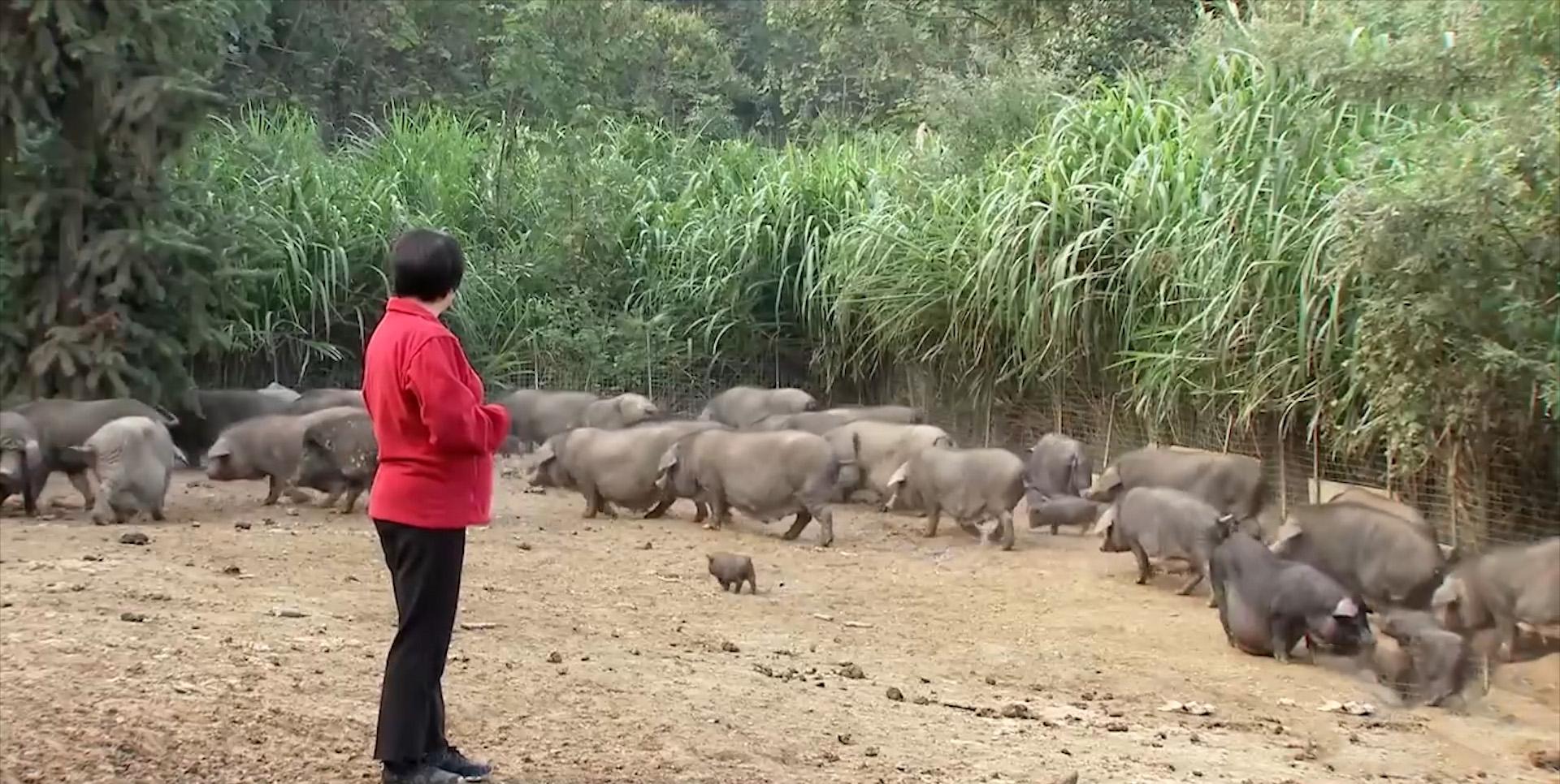 包子能挣多少钱_做包子生意赚钱吗_致富经 包子